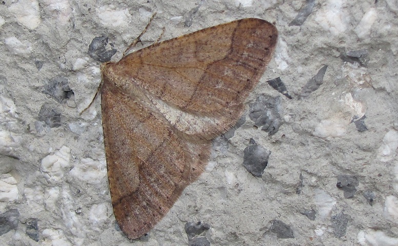 Agriopis marginaria, Geometridae